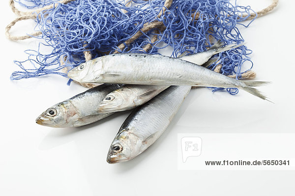 Sardinen mit Fischnetz auf weißem Hintergrund