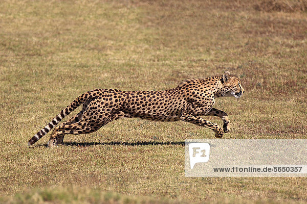 Gepard (Acinonyx jubatus) adult jagend rennend Südafrika Afrika