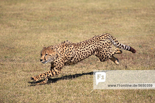 Gepard (Acinonyx jubatus) adult jagend rennend Südafrika Afrika