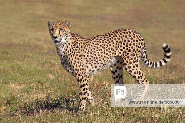 Gepard (Acinonyx jubatus) adult wachsam Südafrika Afrika