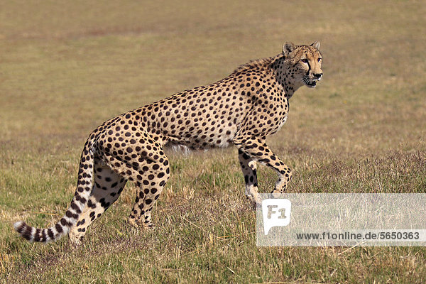 Gepard (Acinonyx jubatus) adult wachsam Südafrika Afrika