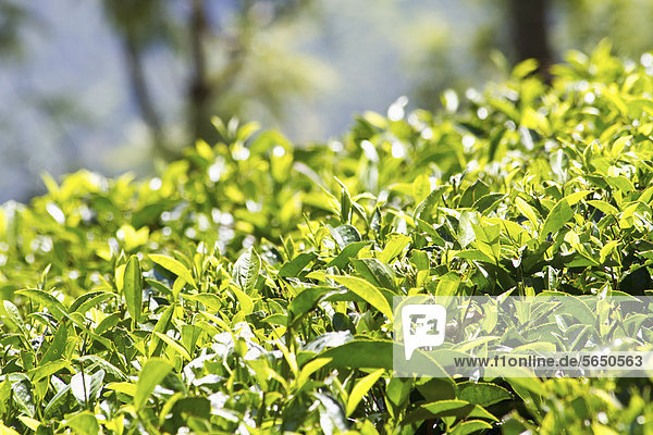 India  Kerala  Munnar  View of black tea field