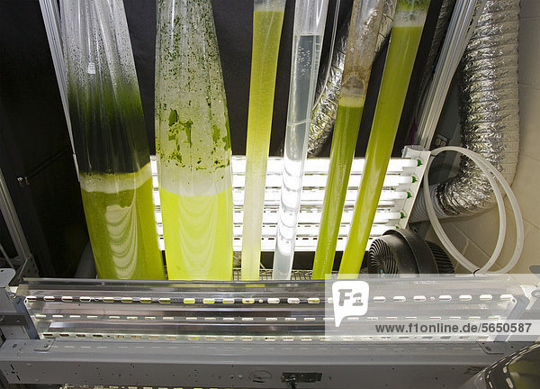 Forschung für erneuerbare Energien am National Reviewable Energy Laboratory vom US-amerikanischen Energieministerium betrieben im Labor wachsen verschiedene Algenstämme Suche nach dem effizientesten Weg um Biokraftstoffe herzustellen Golden Colorado USA