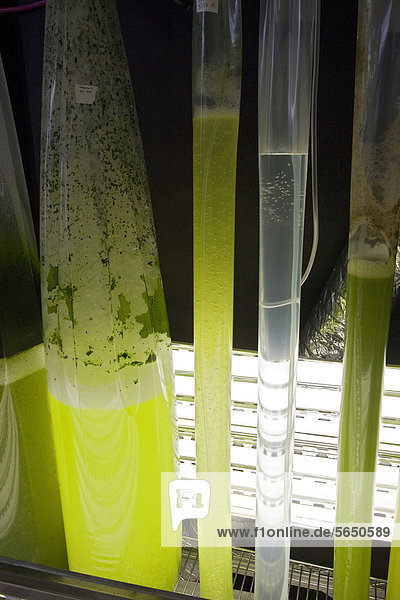 Forschung für erneuerbare Energien am National Reviewable Energy Laboratory vom US-amerikanischen Energieministerium betrieben im Labor wachsen verschiedene Algenstämme Suche nach dem effizientesten Weg um Biokraftstoffe herzustellen Golden Colorado USA