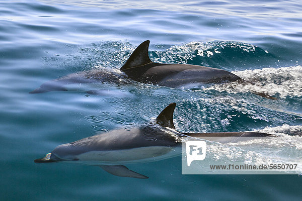 Short-beaked common dolphins (Delphinus delphis)  Atlantic  off the Algarve  Portugal  Europe