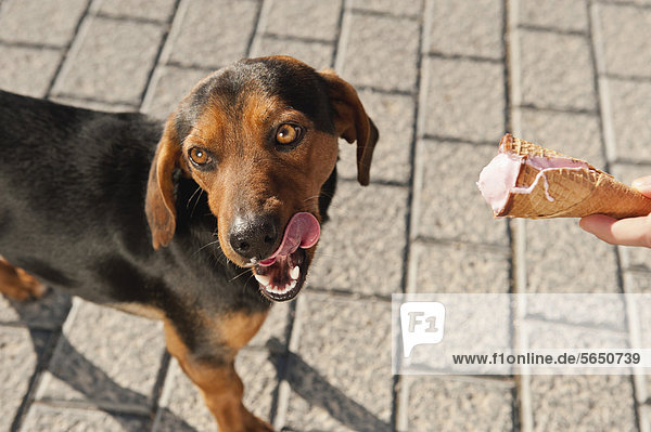 Spanien  Mallorca  Menschenhandfütterung Eiscreme für streunende Hunde