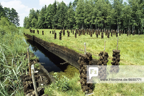 Old peat ditch in a moor  Upper Bavaria  Germany  Europe