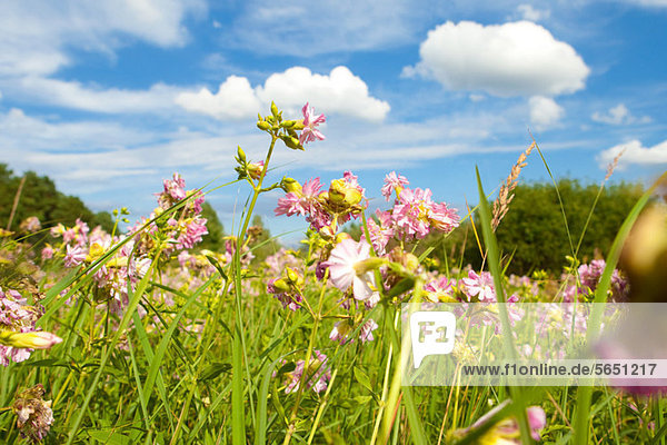 Flower meadow  Brandenburg  Germany