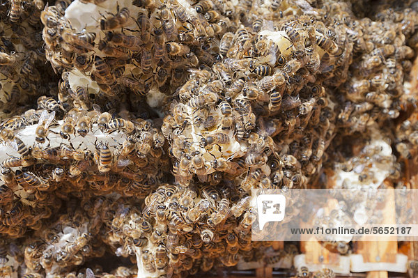 Deutschland  Wabe mit Bienen  Nahaufnahme