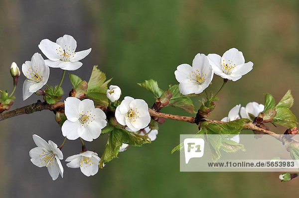 Kirschblütenzweig  Kirsche (Prunus avium)