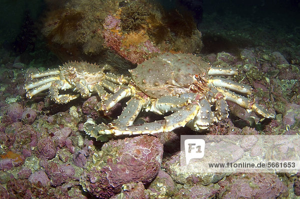 Red King crabs (Paralithodes camtschaticus)  Barents Sea  Russia  Arctic
