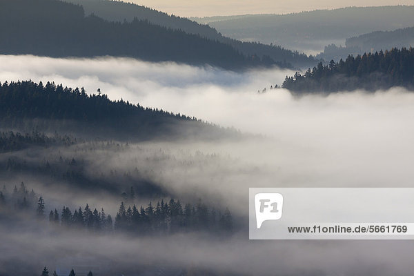 Nebel im Schwarzwald über dem Schluchsee  Breisgau-Hochschwarzwald  Baden-Württemberg  Deutschland  Europa
