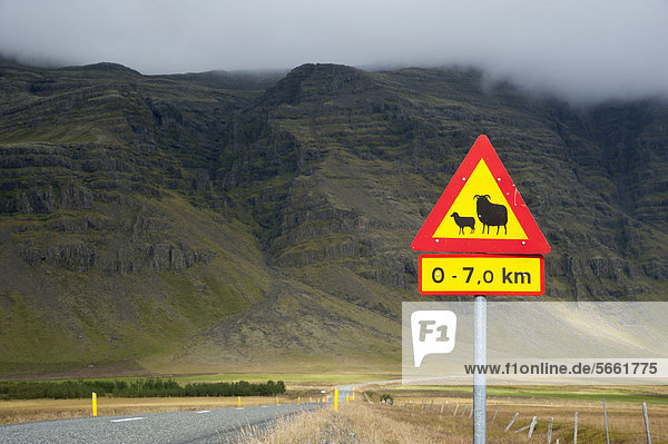 Warnschild Schafe  Ringstraße  Su_urland  Sudurland  Süd-Island  Island  Europa