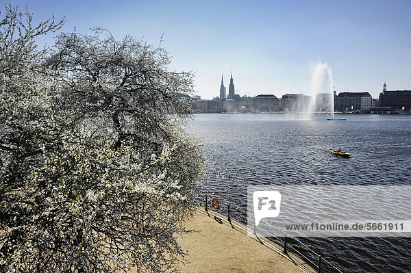 Frühlingsblüte an der Binnenalster in Hamburg  Deutschland  Europa