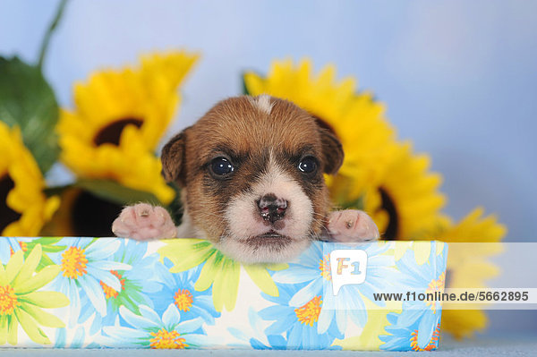 Jack Russell Terrier Welpe  2 Wochen