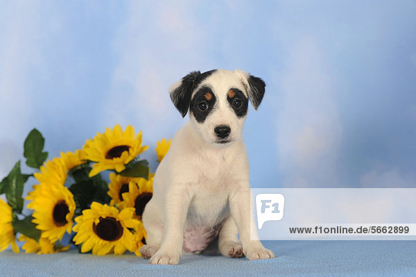 Parson Russell Terrier sitzt neben Sonnenblumen