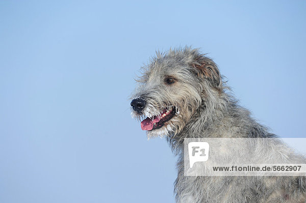 Irish Wolfhound  Portrait