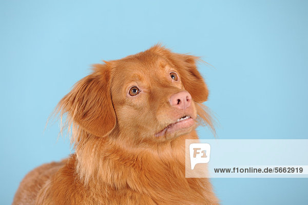 Nova Scotia Duck Tolling Retriever  Portrait