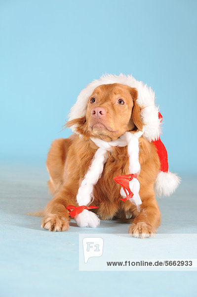 Hut Weihnachten Kleidung Retriever Ente