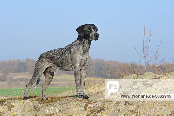 Labrador Retriever - Australian Cattledog-Mischling steht auf Felsen