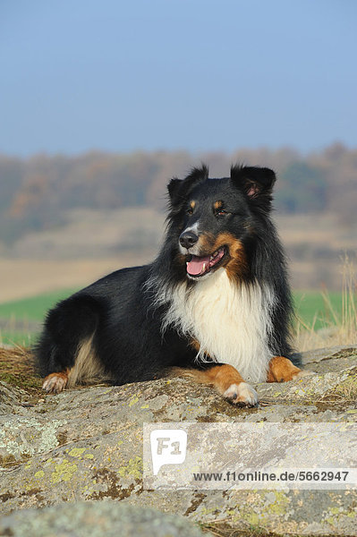 Shetland Sheepdog  Sheltie  tricolor  liegt auf Felsen
