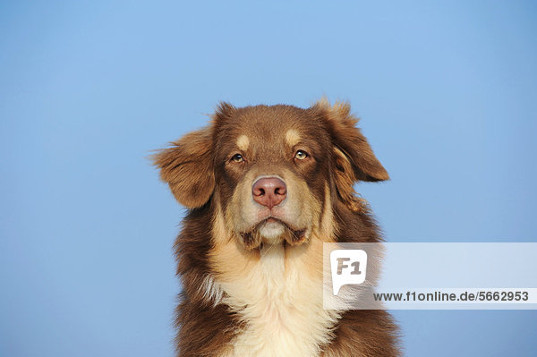 Australian Shepherd  red tri  Portrait