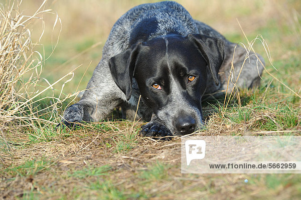 Labrador Retriever-Australian Cattledog-Mischling liegt in Wiese  Kopf auf den Pfoten