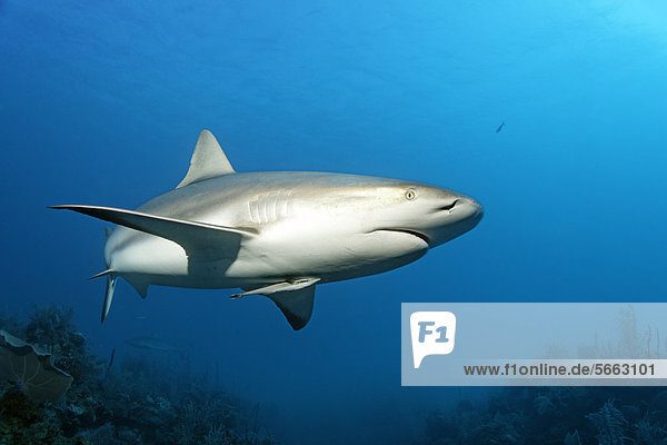 Caribbean reef shark (Carcharhinus perezi)  swimming in open water above a coral reef  Republic of Cuba  Caribbean  Central America