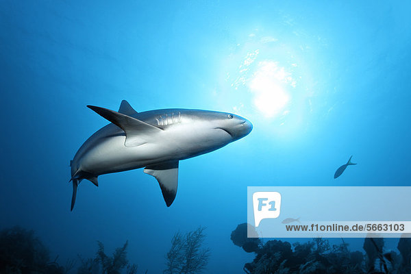 Caribbean reef shark (Carcharhinus perezi)  swimming in open water above a coral reef  sun  backlit  Republic of Cuba  Caribbean  Central America