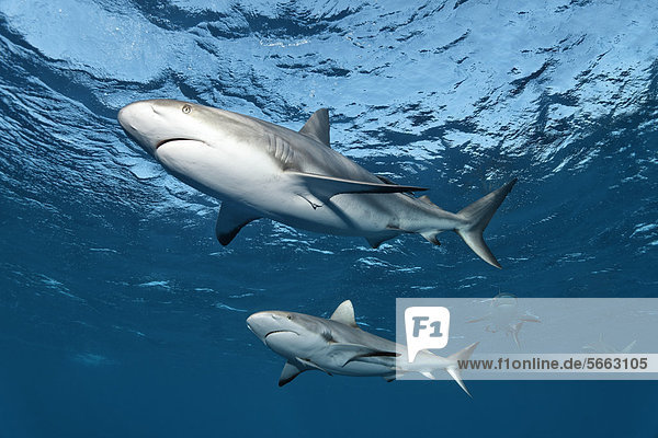 Caribbean reef sharks (Carcharhinus perezi)  swimming in open water  Republic of Cuba  Caribbean  Central America