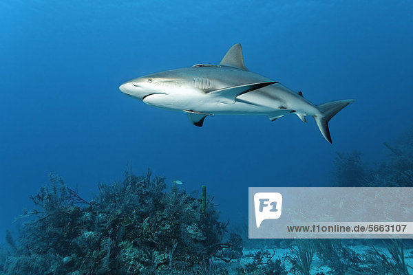 Caribbean reef shark (Carcharhinus perezi)  swimming in open water above a coral reef  Republic of Cuba  Caribbean  Central America