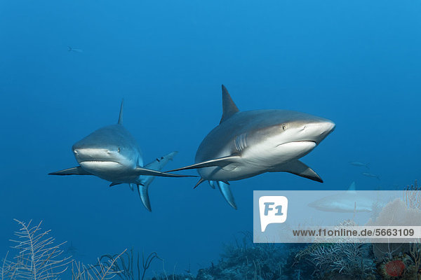 Caribbean reef sharks (Carcharhinus perezi)  swimming in open water above a coral reef  Republic of Cuba  Caribbean  Central America