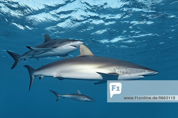 Bodenhöhe Karibik Mittelamerika Hai schwimmen Seide unterhalb Karibisches Meer
