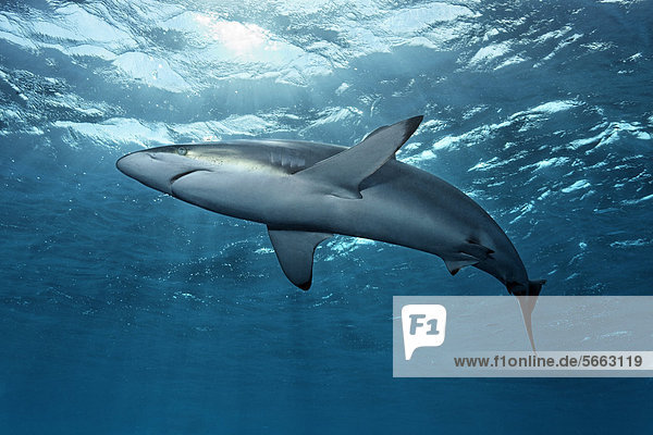Bodenhöhe Gegenlicht Karibik Mittelamerika schwimmen Seide unterhalb Karibisches Meer Hai