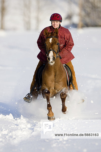 Girl galloping on an Arabian mare  chestnut  through the snow  North Tyrol  Austria  Europe