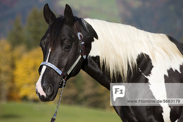 Paint Horse Hengst  schwarz weiß tobiano gescheckt  Portrait mit Showhalfter  Nordtirol  Österreich  Europa