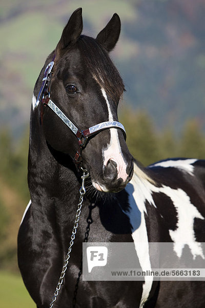 pics Tobiano Paint Horse Pictures paint horse hengst schwarz weiss tobiano gescheckt portrait mit showhalfter nordtirol osterreich europa