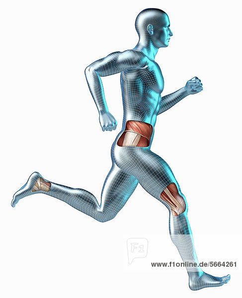 Freigelegte Muskeln auf einer rennenden Männerfigur