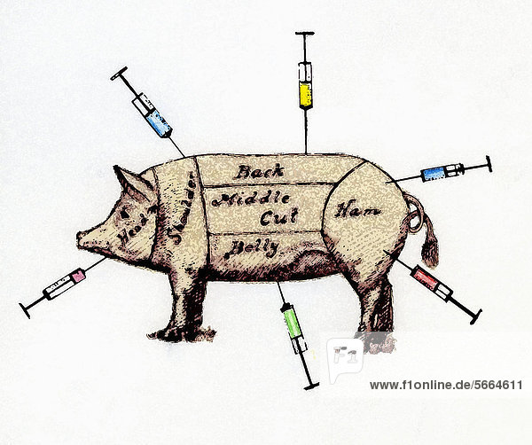 Markiertes Schwein mit Spritzen