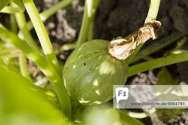 Globus-Zucchini  die auf der Pflanze wachsen