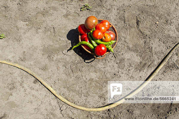 Frische Tomaten und Chilischoten im Korb