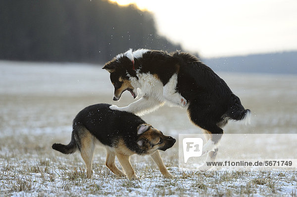 Australian Shepherd und Deutscher Schäferhund spielen auf einer Wiese im Schnee
