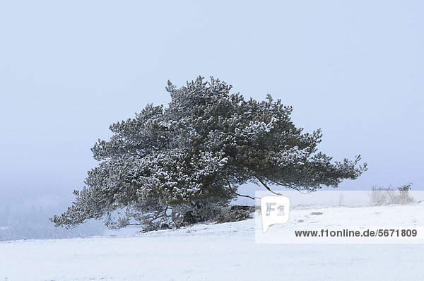 Waldkiefer (Pinus sylvestris) in Winterlandschaft