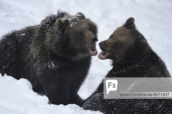 Zwei Europäische Braunbären (Ursus arctos arctos) im Schnee