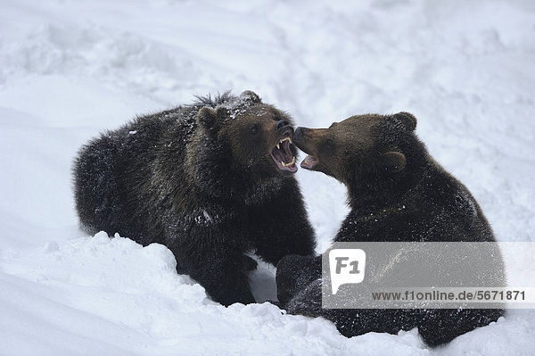 Zwei Europäische Braunbären (Ursus arctos arctos) im Schnee