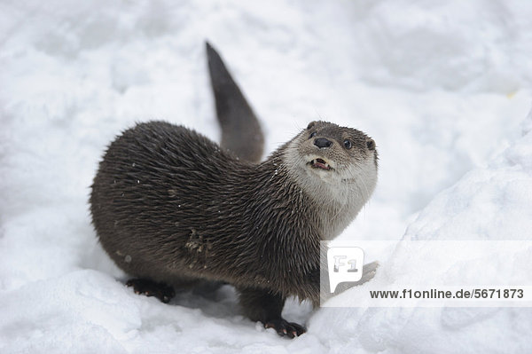 Otter (Lutra lutra) in snow