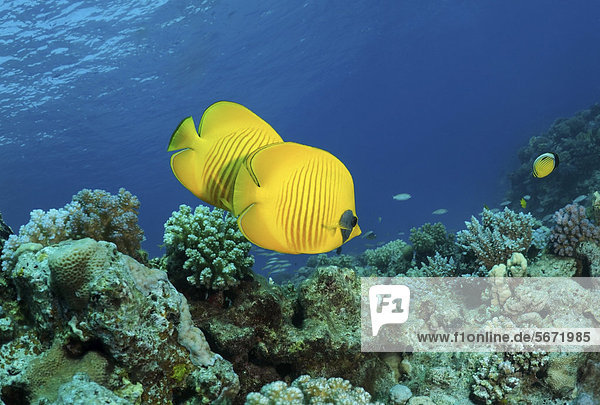 Falterfisch Chaetodontidae Schmetterlingsfisch Uber Meer Rot Waschbar Procyon Lotor Agypten Rotes Meer Riff