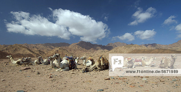 Arabische Kamele  Dromedare (Camelus dromedarius) in der Wüste  Dahab  Rotes Meer  Ägypten  Afrika