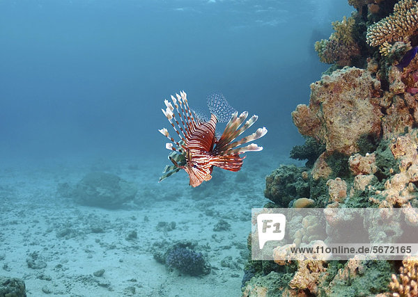 Pazifischer Rotfeuerfisch (Pterois volitans)  Rotes Meer  Ägypten  Afrika