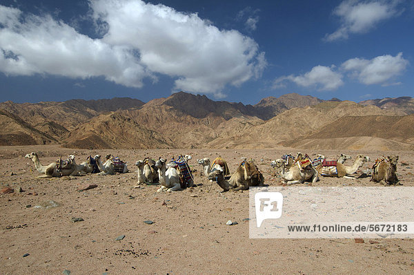 Arabische Kamele  Dromedare (Camelus dromedarius) in der Wüste  Dahab  Ägypten  Afrika